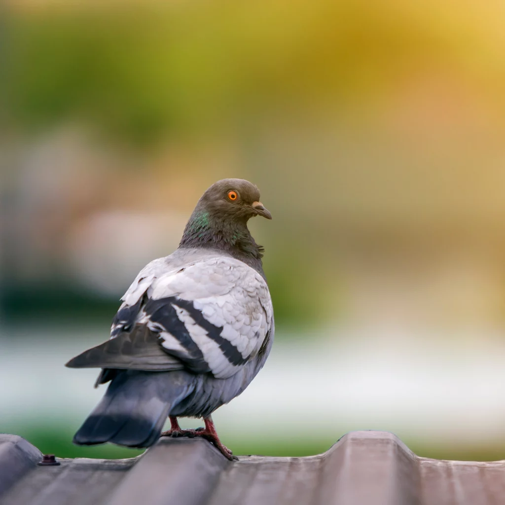 Éradication des pigeons à Besançon