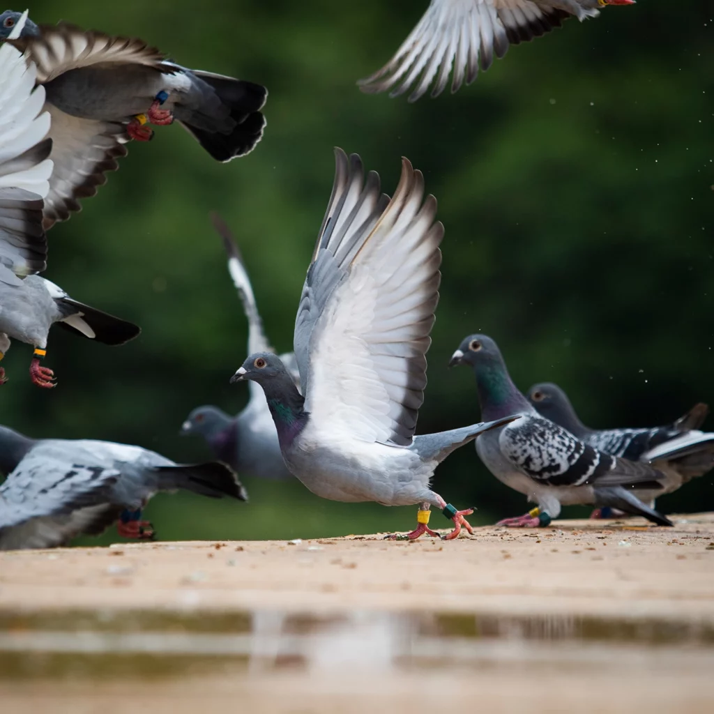 Éradication des pigeons à Besançon